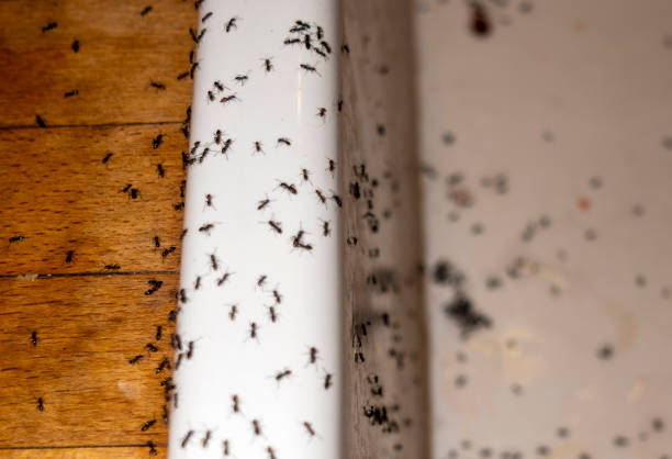 Best Flea Control Services  in Burnsville, MN