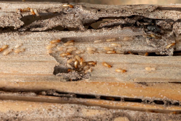 Best Affordable Pest Control Services  in Burnsville, MN