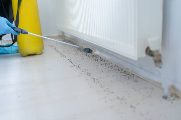 Best Local Pest Control Services  in Burnsville, MN